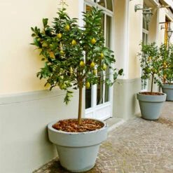 Meyer Lemon Tree