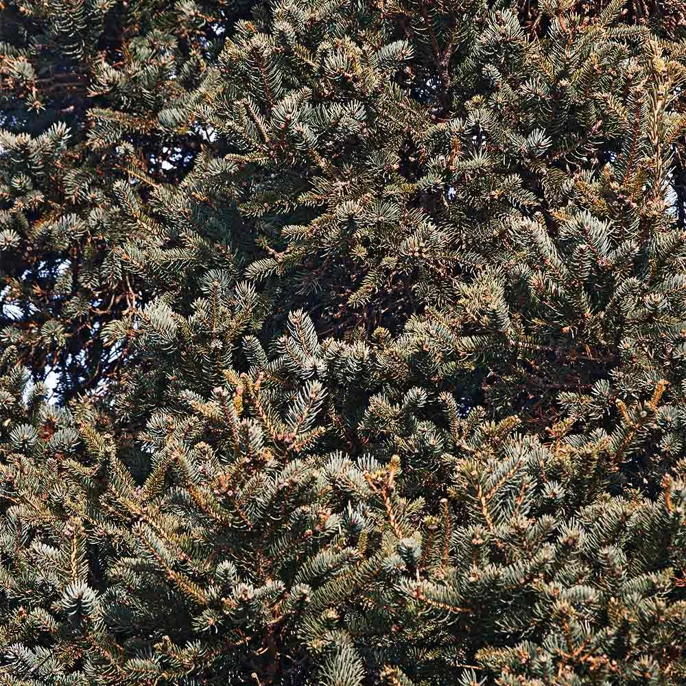 Meyer Spruce Tree 5 Meyer Spruce Tree - Image 3