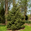 Meyer Spruce Tree -Geen Shop Meyer Spruce Tree BB 600x600 3914b049 8bea 4398 a1ec 4cf6e2952c0d