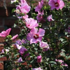 Minerva Rose Of Sharon Althea Shrub 8 Minerva Rose Of Sharon Althea Shrub -Geen Shop Minerva Rose of Sharon 4 BB