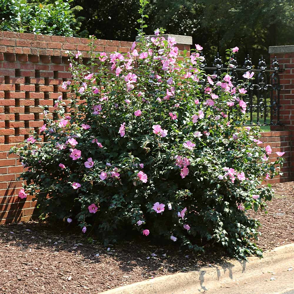 Minerva Rose Of Sharon Althea Shrub 4 Minerva Rose Of Sharon Althea Shrub - Image 2