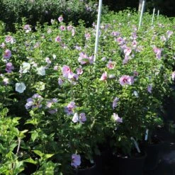 Minerva Rose Of Sharon Althea Shrub 9 Minerva Rose Of Sharon Althea Shrub -Geen Shop Minerva Rose of Sharon 7 BB