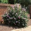 Minerva Rose Of Sharon Althea Shrub -Geen Shop Minerva Rose of Sharon BB 600x600 4666b7f4 37bd 4a99 8036 3909e51ccbe4