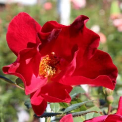 Miracle On The Hudson™ Rose -Geen Shop Miracle on the Hudson BB 600x600 7e27b2f5 1a2d 49e8 bebd ef1445edb48a