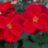 Miracle On The Hudson™ Rose -Geen Shop MiracleontheHudsonBush CertifiedRoses