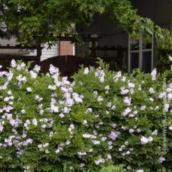 Miss Kim Lilac Shrub -Geen Shop Miss Kim Lilac Shrub 1 BB