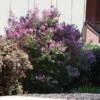 Miss Kim Lilac Shrub -Geen Shop Miss Kim Lilac Shrub 600x600 BB