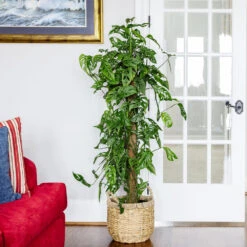 Monstera Adansonii Plant 14 Monstera Adansonii Plant -Geen Shop Monstera Adonsonii Totem 4 05afa7d5 c76e 4bee 9eb3 00cfe7a00547