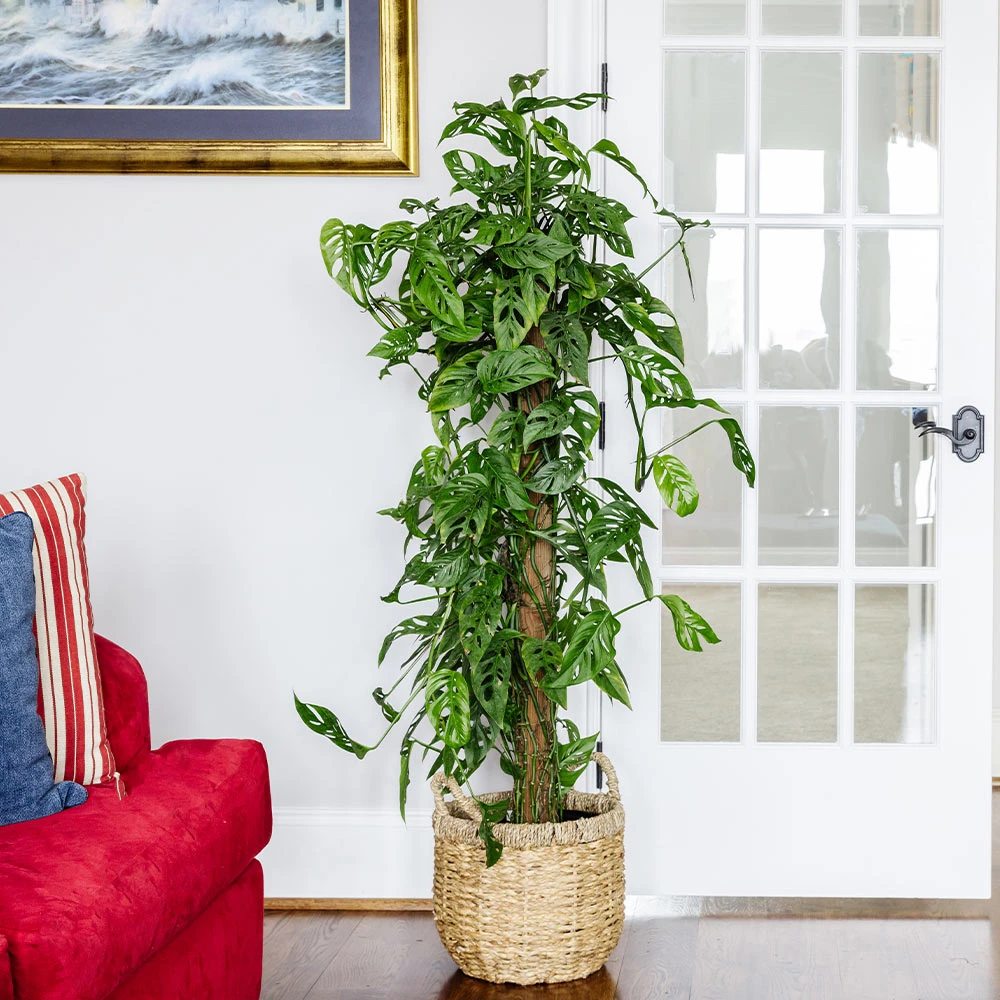 Monstera Adansonii Plant 5 Monstera Adansonii Plant - Image 3