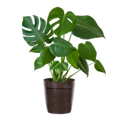 Monstera (Swiss Cheese Plant) -Geen Shop Monstera Iso Delilah Brown