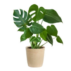 Monstera (Swiss Cheese Plant) -Geen Shop Monstera Iso Delilah Tan
