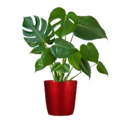 Monstera (Swiss Cheese Plant) -Geen Shop Monstera Iso Delilah red