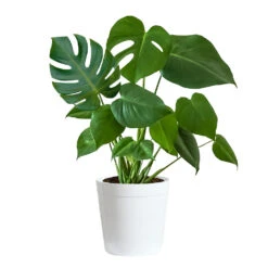 Monstera (Swiss Cheese Plant) -Geen Shop Monstera Iso Delilah white