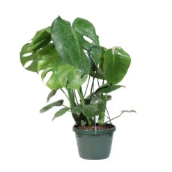 Monstera (Swiss Cheese Plant) -Geen Shop Monstera Iso Standard 2G baskett