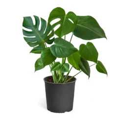 Monstera (Swiss Cheese Plant) -Geen Shop Monstera Iso Standard 3Gpot