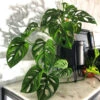 Monstera Adansonii Plant 2 Monstera Adansonii Plant -Geen Shop Monstera adansonii BB 600x600 386cc672 bc1b 4fbf 98fe 0cfe7a27ba91