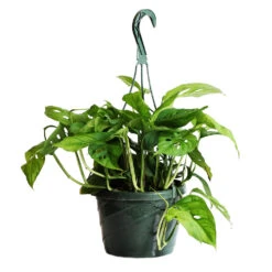 Monstera Adansonii Plant 15 Monstera Adansonii Plant -Geen Shop Monstera adansonii HG 1