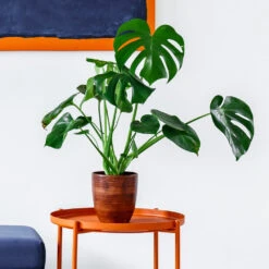 Monstera (Swiss Cheese Plant) -Geen Shop Monstera delisiosa 1 BB