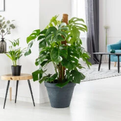 Monstera (Swiss Cheese Plant) -Geen Shop Monstera delisiosa 2 BB