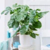 Monstera (Swiss Cheese Plant) -Geen Shop Monstera delisiosa BB 600x600 0f1013c5 e89a 42cd b023 538d51fb1c8b
