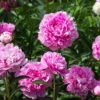 Mr. Ed Peony 1 Mr. Ed Peony -Geen Shop Mr Ed peony BB 600x600 efd9ac5d 174c 424e bcbb e4c3c54594f4