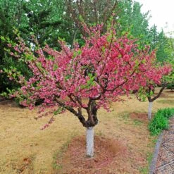 2-in-1 Peach Tree -Geen Shop Multi fruit peach 2