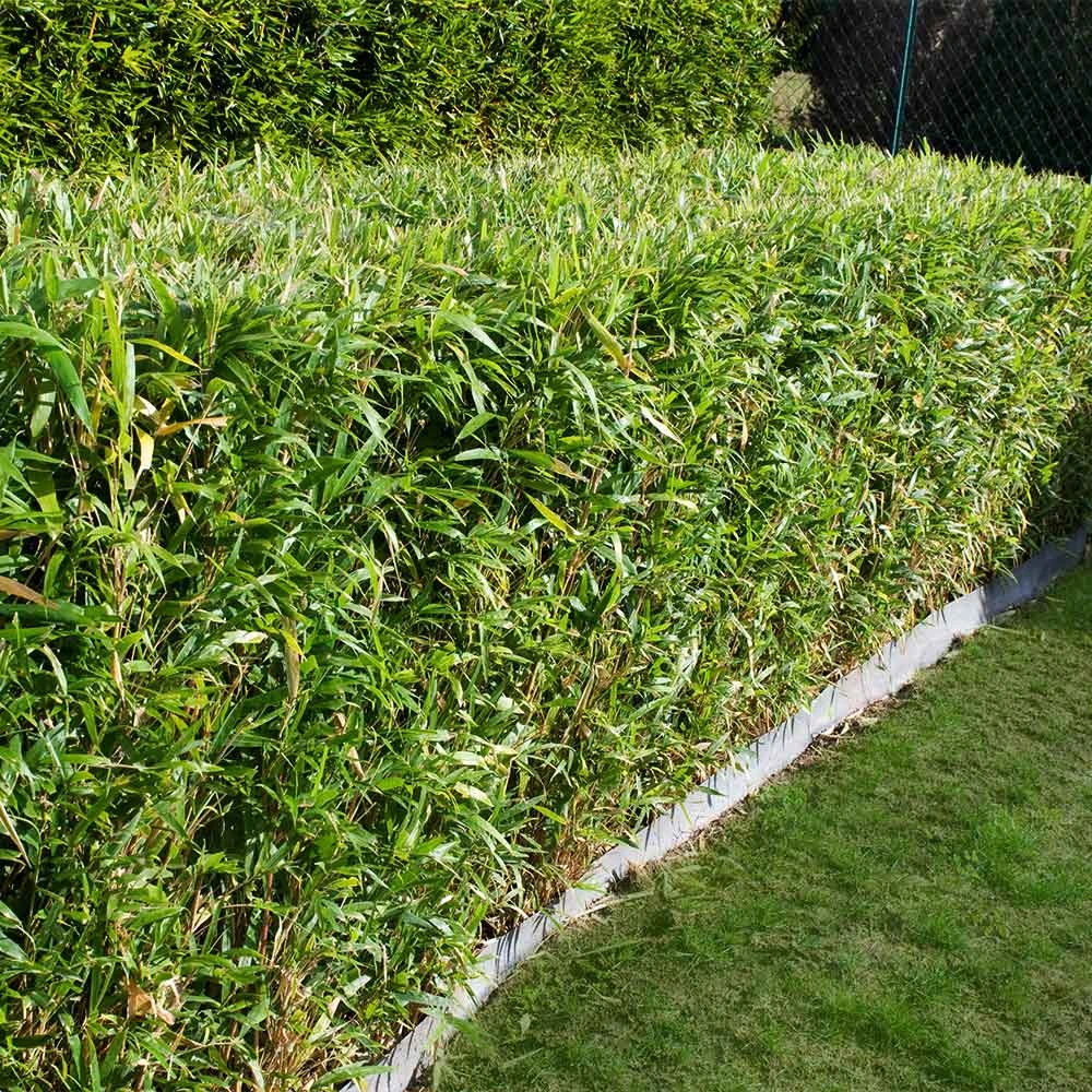 Bamboo Hedge Multiplex 5 Bamboo Hedge Multiplex - Image 3