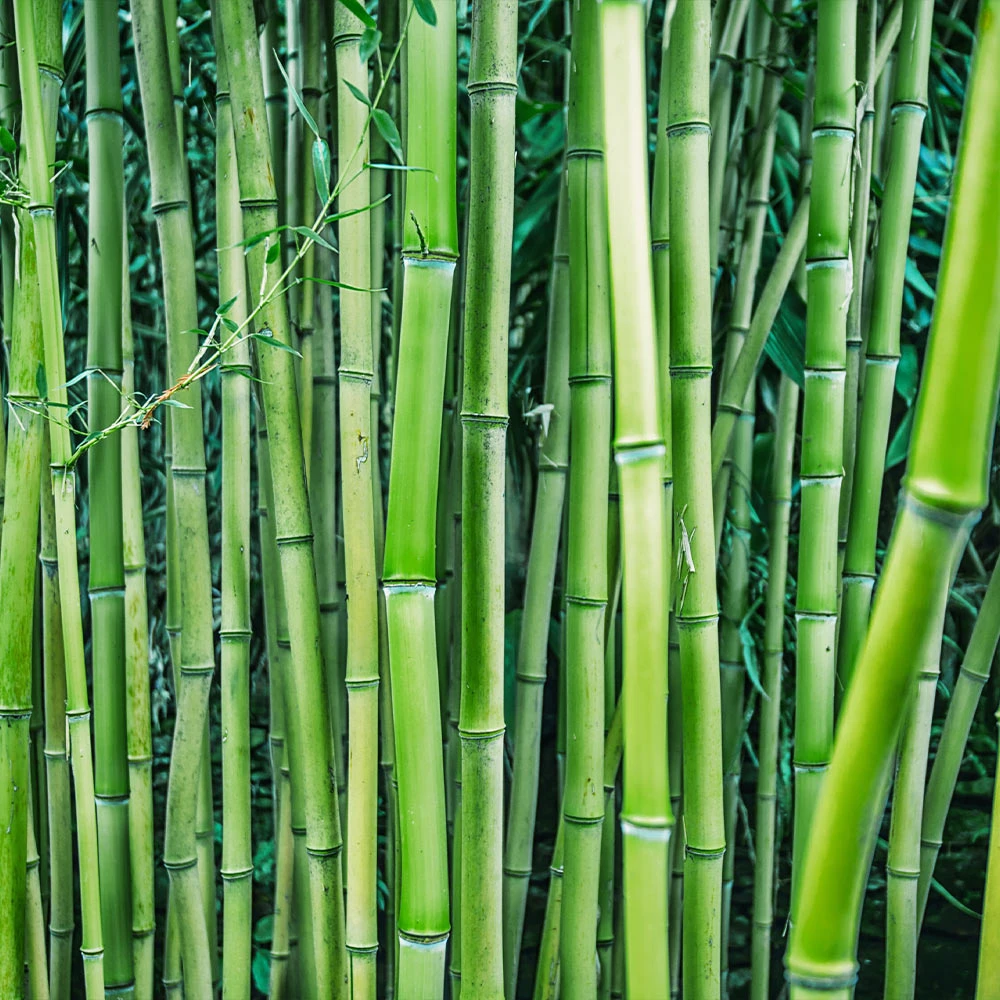 Bamboo Hedge Multiplex 6 Bamboo Hedge Multiplex - Image 4