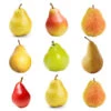 4-in-1 Pear Tree 1 4-in-1 Pear Tree -Geen Shop Multifruit Pear 600x600 07428fbd 0dfb 43e7 96cd 984488dbd6ff