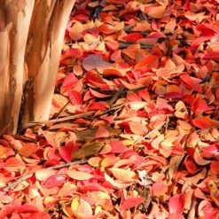 Muskogee Crape Myrtle Tree -Geen Shop Muskogee Crape Myrtle 6 a3eee72f d098 4554 ae81 0492771a776b