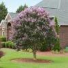 Muskogee Crape Myrtle Tree -Geen Shop Muskogee Crape Myrtle BB 600x600 4749eb2c eed9 47ec 935a 00a8ad5c2fb8
