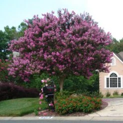 Muskogee Crape Myrtle Tree -Geen Shop Muskogee Crape Myrtle single trunk
