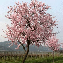 NE Plus Almond Tree