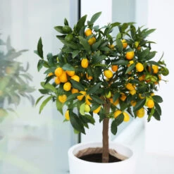 Nagami Kumquat Tree 11 Nagami Kumquat Tree -Geen Shop Nagami Kumquat 2 BB