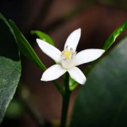 Nagami Kumquat Tree 13 Nagami Kumquat Tree -Geen Shop Nagami Kumquat 4 BB