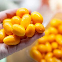 Nagami Kumquat Tree 10 Nagami Kumquat Tree -Geen Shop Nagami Kumquat 8 BB