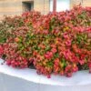 Fire Power Nandina Shrub 1 Fire Power Nandina Shrub -Geen Shop Nandina Firepower BB 600x600 6f6f8fa5 758a 4f61 ac80 05de73feb7da
