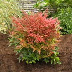 Obsession™ Nandina Shrub 11 Obsession™ Nandina Shrub -Geen Shop Nandina Obsession 2