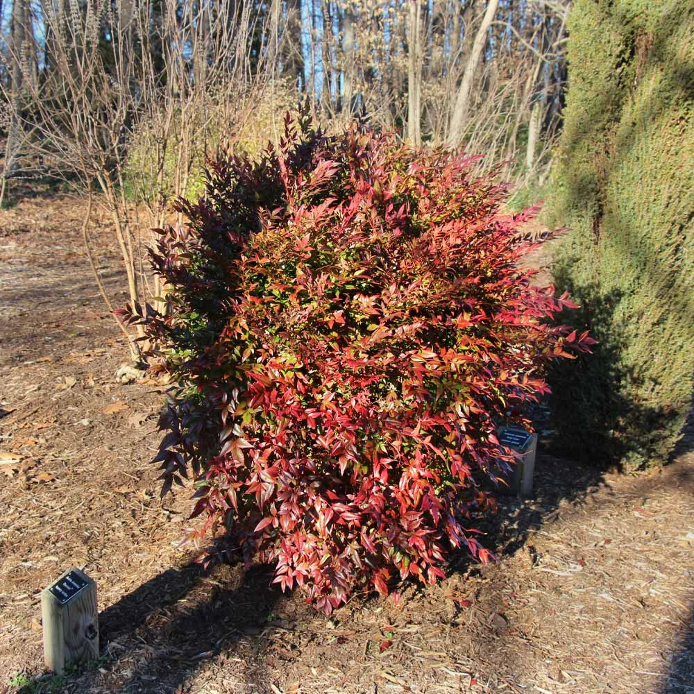 Obsession™ Nandina Shrub 6 Obsession™ Nandina Shrub - Image 4