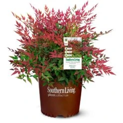 Obsession™ Nandina Shrub 14 Obsession™ Nandina Shrub -Geen Shop Nandina Obsession 4