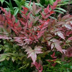 Obsession™ Nandina Shrub 13 Obsession™ Nandina Shrub -Geen Shop Nandina Obsession 5 BB