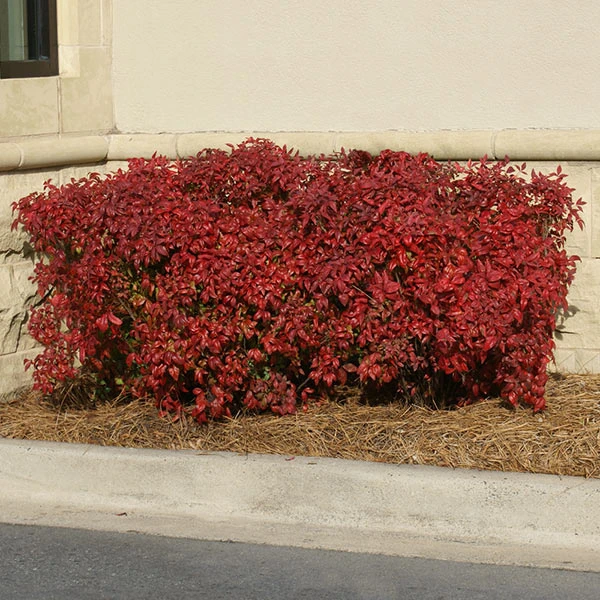 Obsession™ Nandina Shrub 3 Obsession™ Nandina Shrub