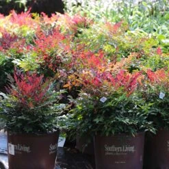 Obsession™ Nandina Shrub 15 Obsession™ Nandina Shrub -Geen Shop Nandina Obsession 7 BB