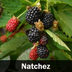 3-in-1 Blackberry Bush -Geen Shop Natchez Blackberry