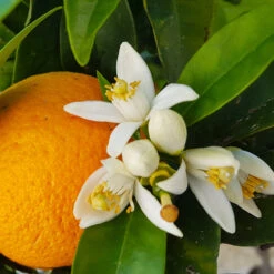 Navel Orange Tree 10 Navel Orange Tree -Geen Shop Navel Orange 4 36435461 108a 477f 9cef 2c3597d440b3