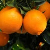 Navel Orange Tree -Geen Shop Navel Orange BB 600x600 2b8f501c 58d1 4325 bc72 f510a69c4e8c