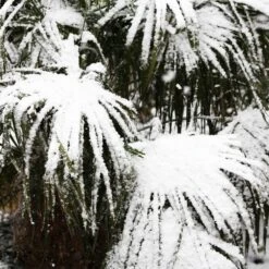 Needle Palm Tree 9 Needle Palm Tree -Geen Shop Needle Palm 5 BB