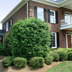 Nellie Stevens Holly Tree 12 Nellie Stevens Holly Tree -Geen Shop Nellie Stevens Holly 4 BB cdfcd011 03cc 46f6 b5b8 a67c7f3eb3ea