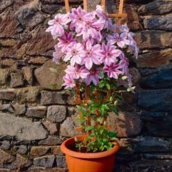 Nelly Moser Clematis Vine -Geen Shop Nely Moser Clematis 2 BB