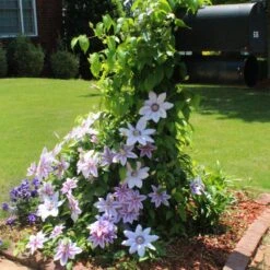 Nelly Moser Clematis Vine -Geen Shop Nely Moser Clematis 3